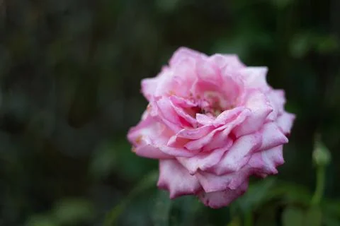 Multilayer Pink Rose 스톡 사진