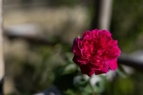 Multilayered Pink Colored Rose Stock Photos
