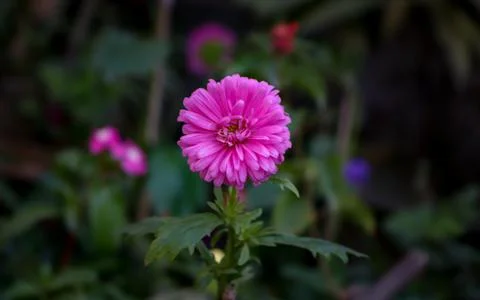 Multilayers Pink Aster flower in a tree 스톡 사진