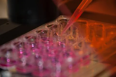 Multipette and multiwell tray, experiment in the microbiology laboratory Stock Photos