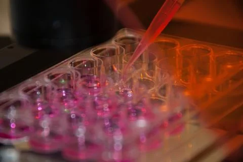 Multipette and multiwell tray, experiment in the microbiology laboratory Stock Photos