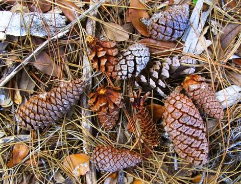 Multiple Acorns in a the park Stock Photos