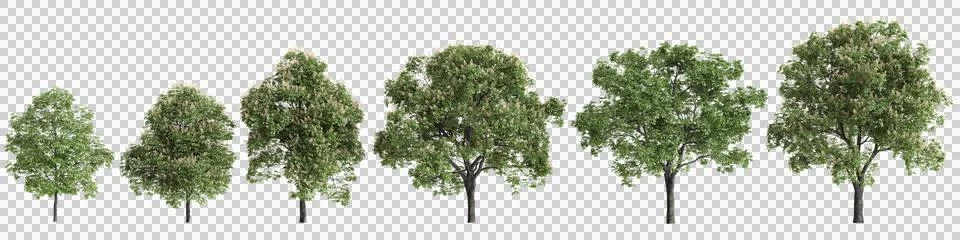 Multiple Aesculus hippocastanum trees 3d illustration on transparent backgrou Illustrazione stock