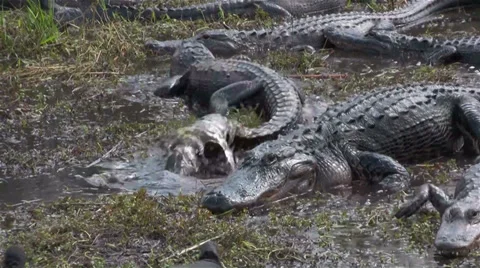 Multiple alligators slither and fight in a swamp. Stockbeeldmateriaal 34439180
