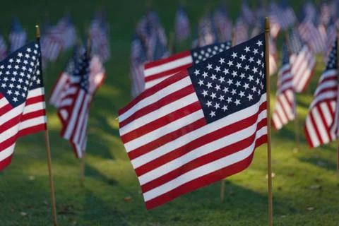 Multiple american flags on grass Stock Photos