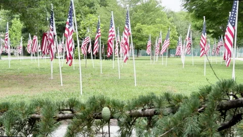 Multiple American flags stand tall, honoring service and sacrifice Stockbeeldmateriaal 337575823