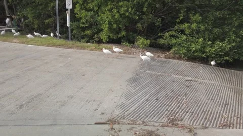 Multiple American white ibis bird on a sidewalk. In Florida Stock Footage 250629310