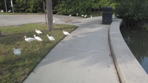 Multiple American white ibis bird on a sidewalk. In Florida . Stock Footage 250629569