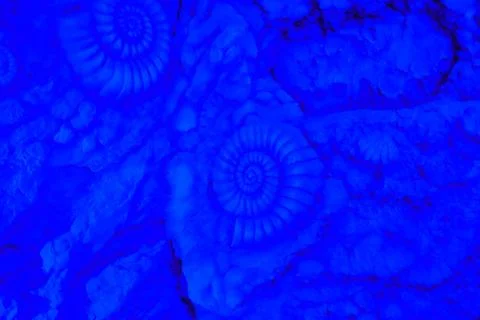 Multiple Ammonite Fossils Stone Texture Background in Blue Light Stock Photos