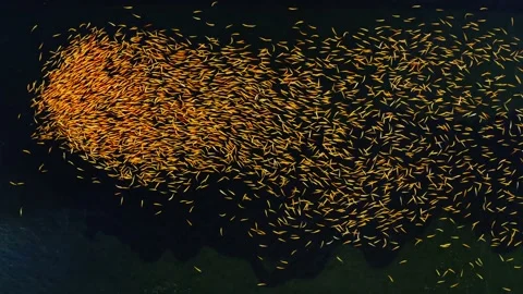 Multiple amounts of amber trout of yellow color swim in crystal clear and cold Vidéo 163203571