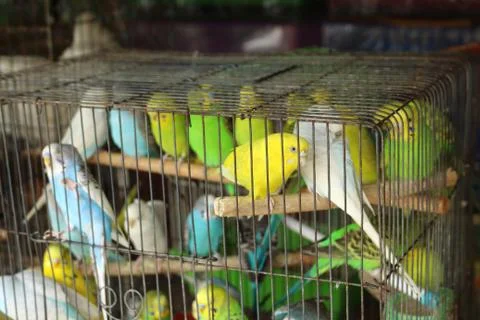 Multiple and multi-colored parrot in a cage. Stock Photos