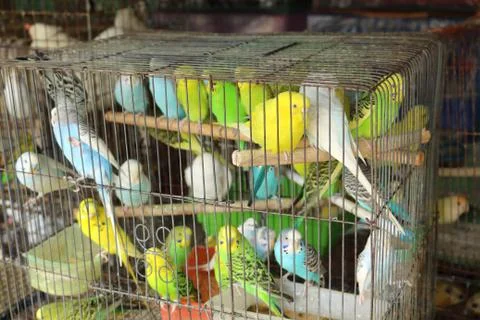 Multiple and multi-colored parrot in a cage. Stock Photos