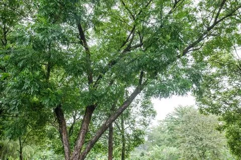 Multiple angled tree trunks with dense green foliage.. Stock Photos