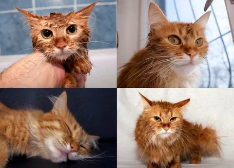 Multiple angles of the red cat Stock Photos