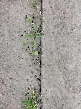 Multiple ant holes in the pavement between grass sprouts Stock Photos