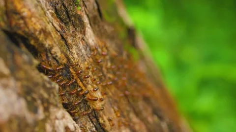 Multiple ants crawling on large tree Stock Footage 288010024