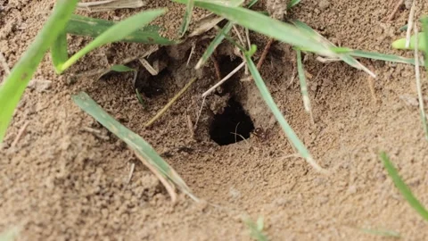 Multiple Ants Crawling into their den 4K Video stock 245934007