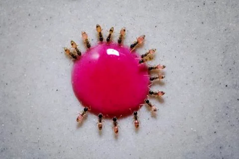 Multiple ants eating from a single drop of strawberry syrup Stock Photos