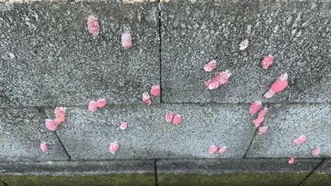 Multiple Apple Snail Egg Clusters on Concrete Pond Wall Video stock 342595860