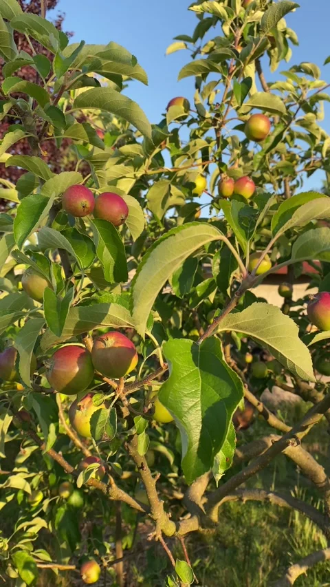Multiple apples on apple tree in warm sunset light Vidéo 311749611