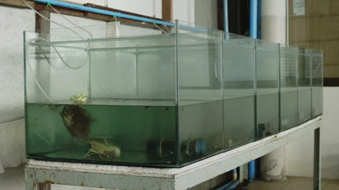 Multiple Aquarium Tanks in a Row for Aquatic Breeding. A series of glass Stock Footage 274058587