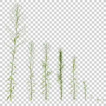 Multiple Aster subulatus grass plants 3d illustration on transparent backgrou Stock Illustration