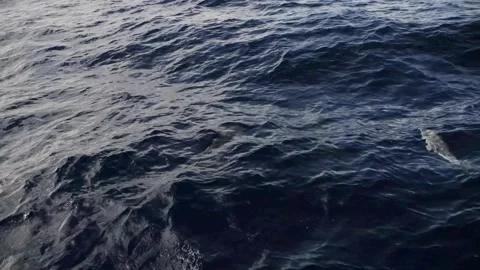 Multiple Atlantic dolphins jumping in the ocean Stock Footage 171573564