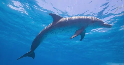 Multiple Atlantic spotted dolphins glide together beneath soft sunlight in the Stock Footage 342096093