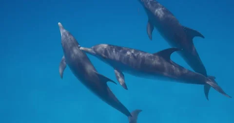 Multiple Atlantic spotted dolphins pass quietly through clear tropical blue Stock Footage 342105903