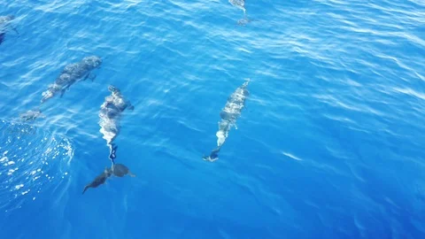 Multiple Atlantic Spotted Dolphins (Stenella frontalis) in crystal clear Madeira Stock Footage 114813164