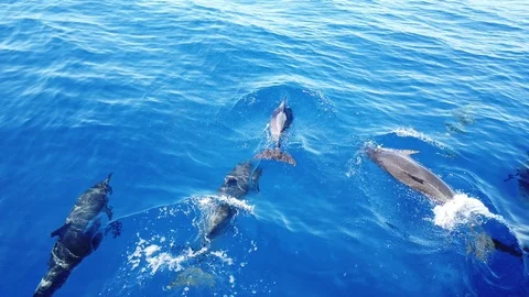 Multiple Atlantic Spotted Dolphins (Stenella frontalis) in crystal clear Madeira Stock Footage 114813647