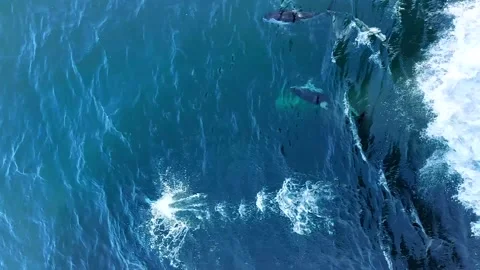 Multiple Atlantic Spotted Dolphins (Stenella frontalis) in crystal clear Madeira Stock Footage 195872519