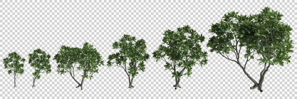 Multiple Barringtonia asiatica trees 3d illustration on transparent backgroun Illustrazione stock