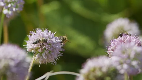 Multiple Bees on Chives Flowers, Pollination and Flight in Slow Motion Macro Stock Footage 282863158