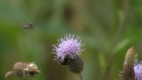 Multiple Bees Collecting Pollen on a Purple Wildflower in 4K Slow Motion Stock Footage 341582769