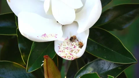 Multiple bees crawling through pollen stems on petal of large white flower Stock Footage 144418668