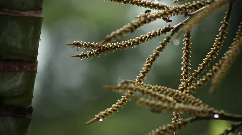 Multiple bees sitting on a plant Stock Footage 53300598