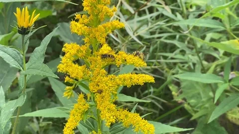 Multiple Bees On A Yellow Flower Stock Footage 253150415