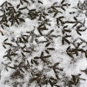 Multiple bird foot steps in a snow 写真素材