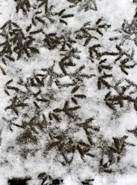 Multiple bird foot steps in a snow Stock Photos