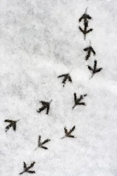 Multiple bird foot steps in a snow Stock Photos