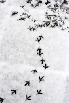 Multiple bird foot steps in a snow Stock Photos