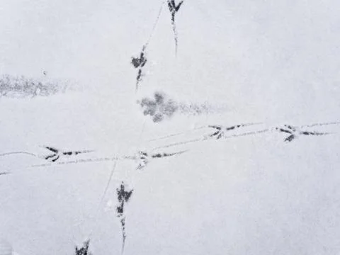 Multiple bird foot steps in a thin layer of snow. 스톡 사진
