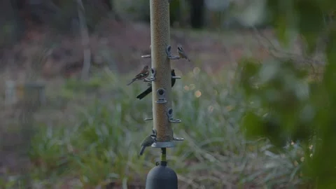 Multiple Birds Eating From a Feeder in the Forest Stock Footage 233113960