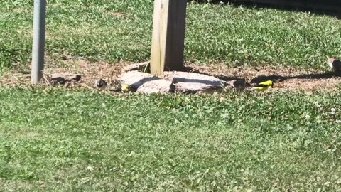 Multiple Birds Eating off of the Ground Stock-Footage 139847587
