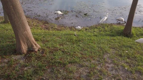 Multiple birds egrets, white ibis, wood stork, wood, stork,  herons in Florida s Stock Footage 260984738