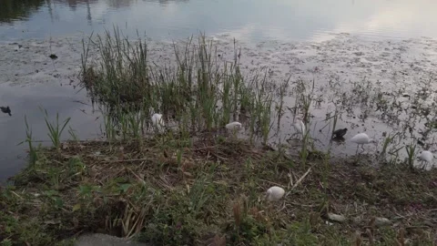 Multiple birds egrets, white ibis, wood stork, wood, stork,  herons in Florida s Stock Footage 260985951