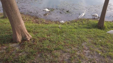 Multiple birds egrets, white ibis  , wood storks in Florida standing in water be Stock Footage 261123792