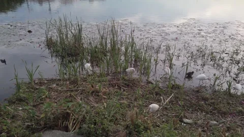Multiple birds egrets, white ibis  herons in Florida standing in water lookingto Video stock 261161906