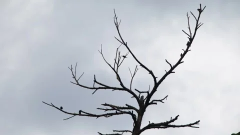 Multiple Birds Gathering On Bare Dry Tree Branches Moody Sky Stock Footage 344751240